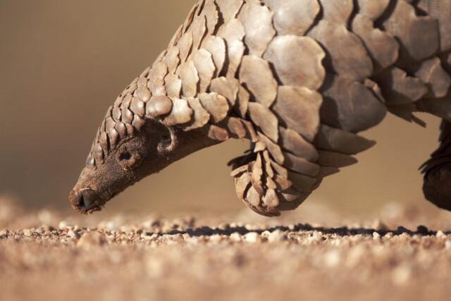 pangolin 